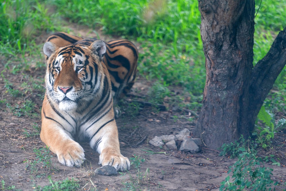 Çin'de İlk Yapay Zeka Destekli İnsan-Kaplan Çatışması Önleme Sistemi Hayata Geçirildi