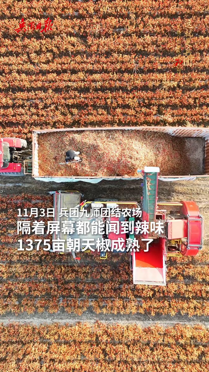 Xinjiang'da Makinelerle Bin Dönümlük Biber Hasadı