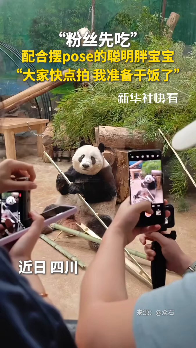 Panda, Fotoğraf Çekimleri Bittikten Sonra Yemeğine Başladı