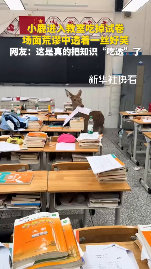 Öğrencilerin Sınav Kağıtları Sınıfa Giren Geyik Tarafından Yendi