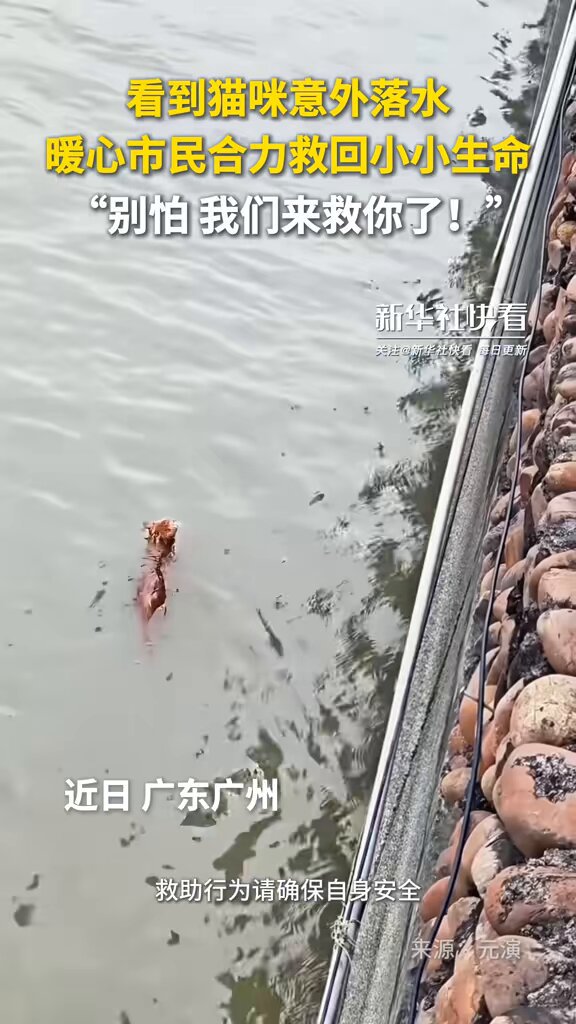 Guangzhou'da Vatandaşların Sıcak Yürekli Dayanışması: Suya Düşen Kedi Kurtarıldı