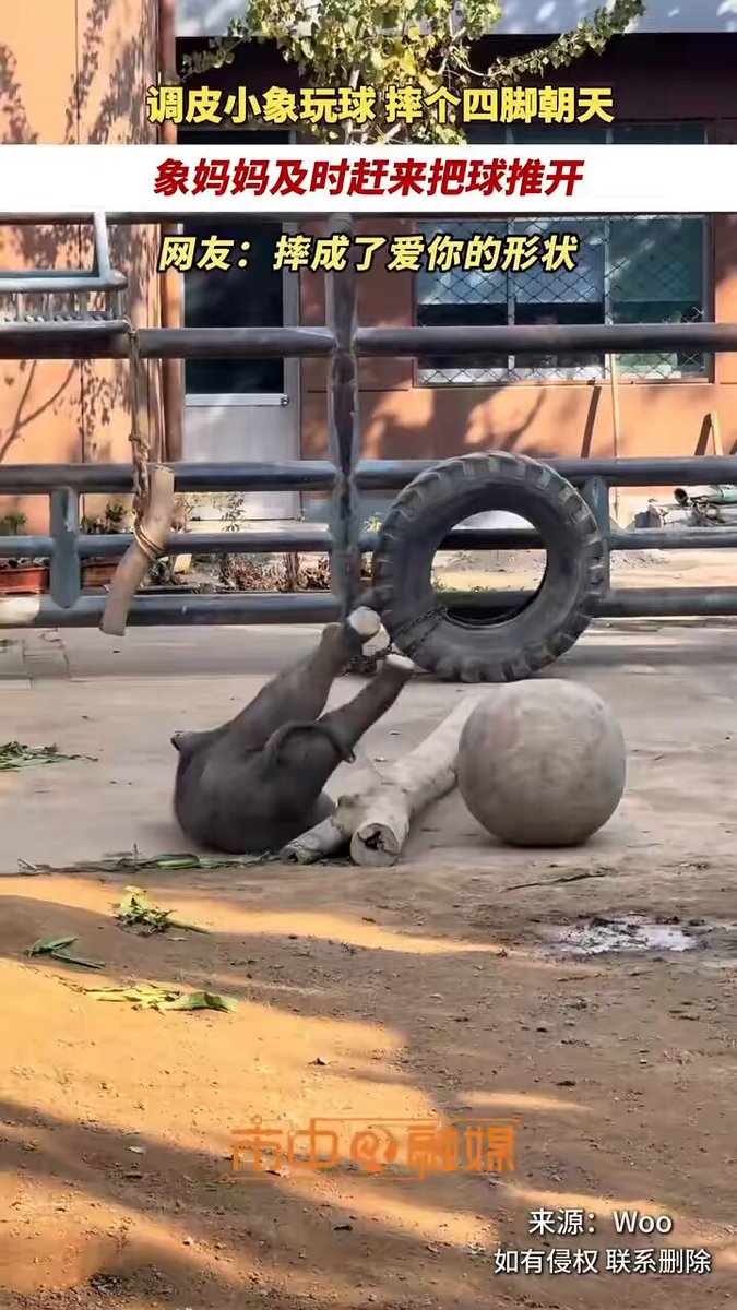 Yavru Fil Topla Oynarken Sırtüstü Düştü, Annesi Hemen Yardıma Koştu