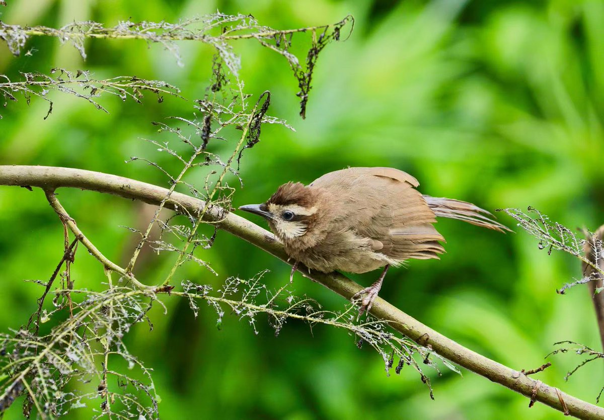 Leshan Ormanlarında Nadir Görülen Ak Kaşlı Ağaçkakan Kuşunun Doğal Yaşamı