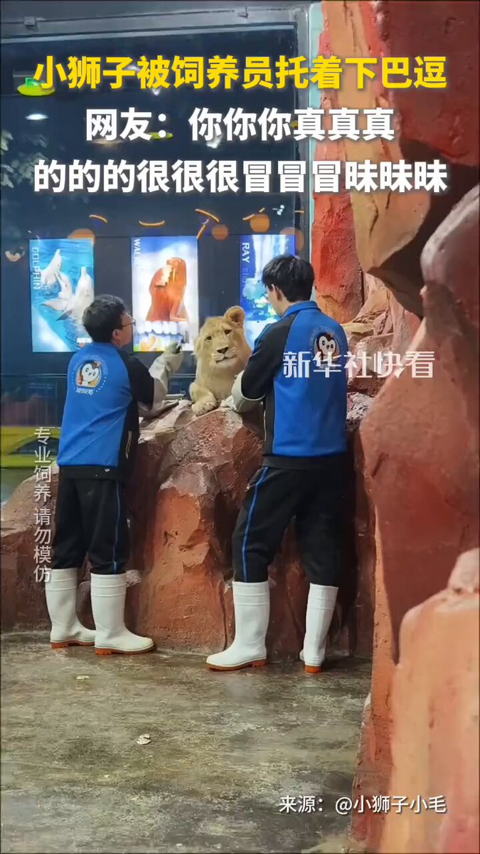 Zoo Görevlileri ile Aslan Arasında İlginç Etkileşim