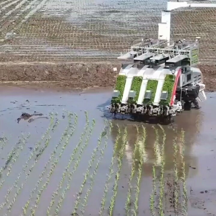 Çin'in Kuzeydoğusunda Pirinç Ekiminde Robot Devrimi