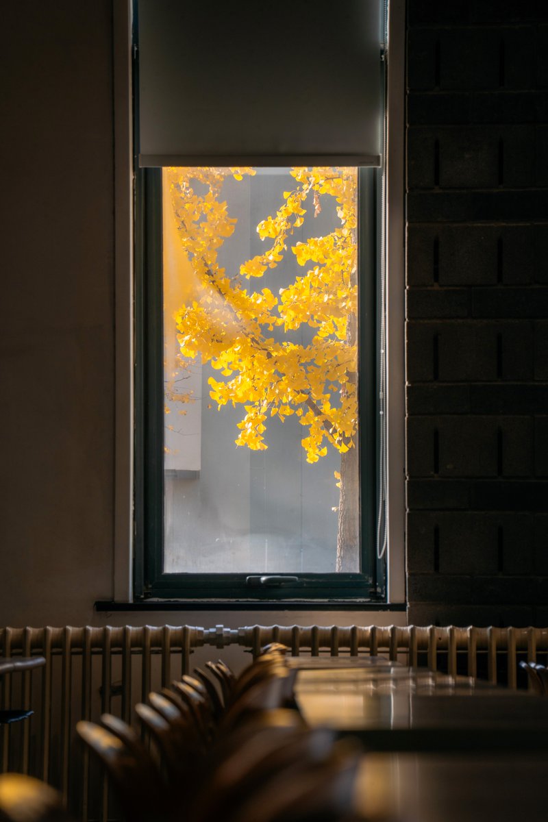 Peking Üniversitesi'nde Sonbaharın Altın Dokunuşu