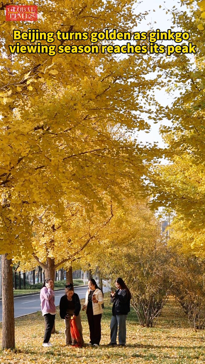 Pekin'de Sonbaharın Altın Sembolü: Bin Yıllık Ginkgo Ağaçları Görsel Şölen Sunuyor