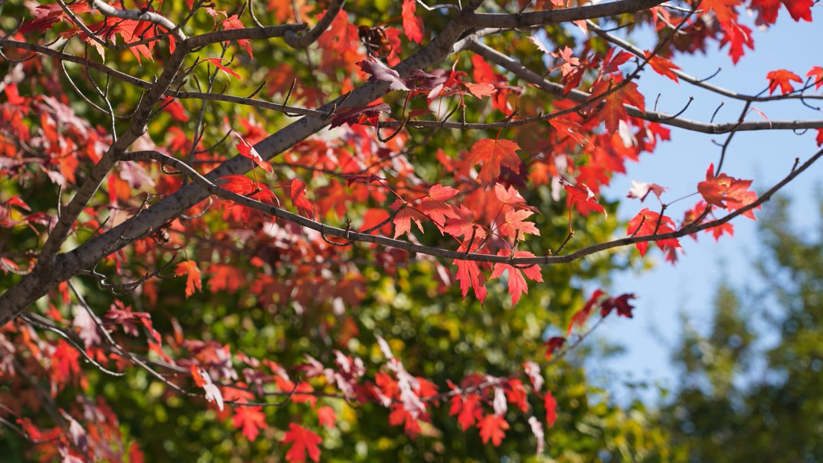 Tsinghua Üniversitesi'nde Mevsim Geçişi: Yeşilin Vedası, Altının Sıcaklığı