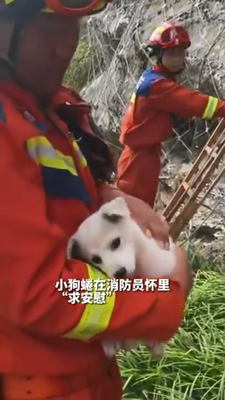 Hangzhou'da Uçurum Kenarında Sıkışan Yavru Köpek İtfaiye Ekipleri Tarafından Kurtarıldı