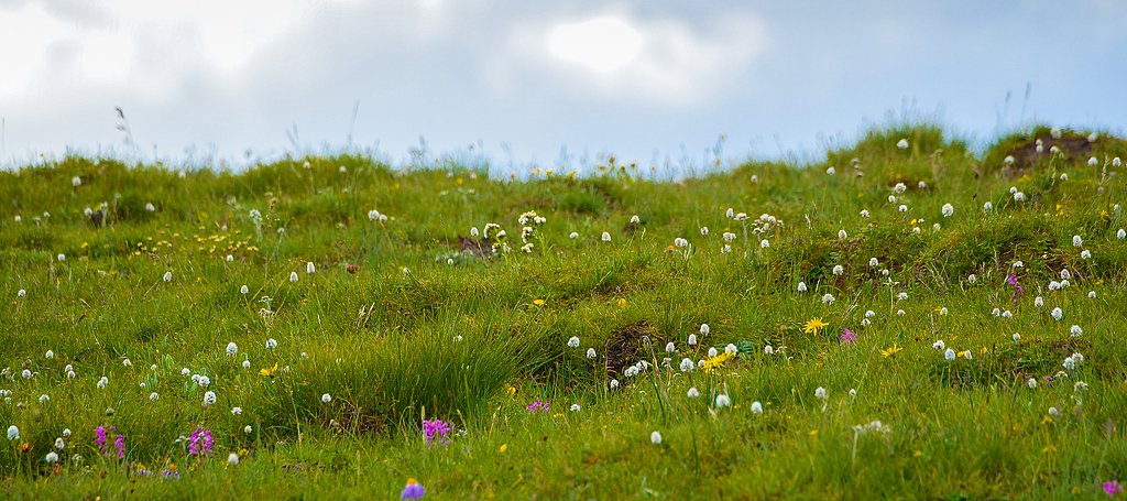 Çin'in Qinghai Eyaletinde Akıllı Çayır Yönetimi İklim Değişikliği ile Mücadeleye Destek Oluyor