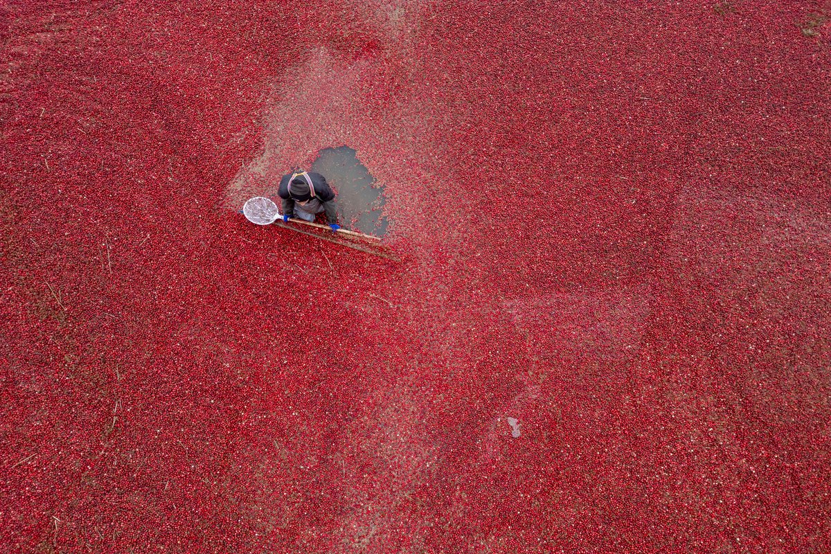Çin'in Fuyuan Şehri, Ülkenin En Büyük Yaban Mersini Üretim Üssü Haline Geldi