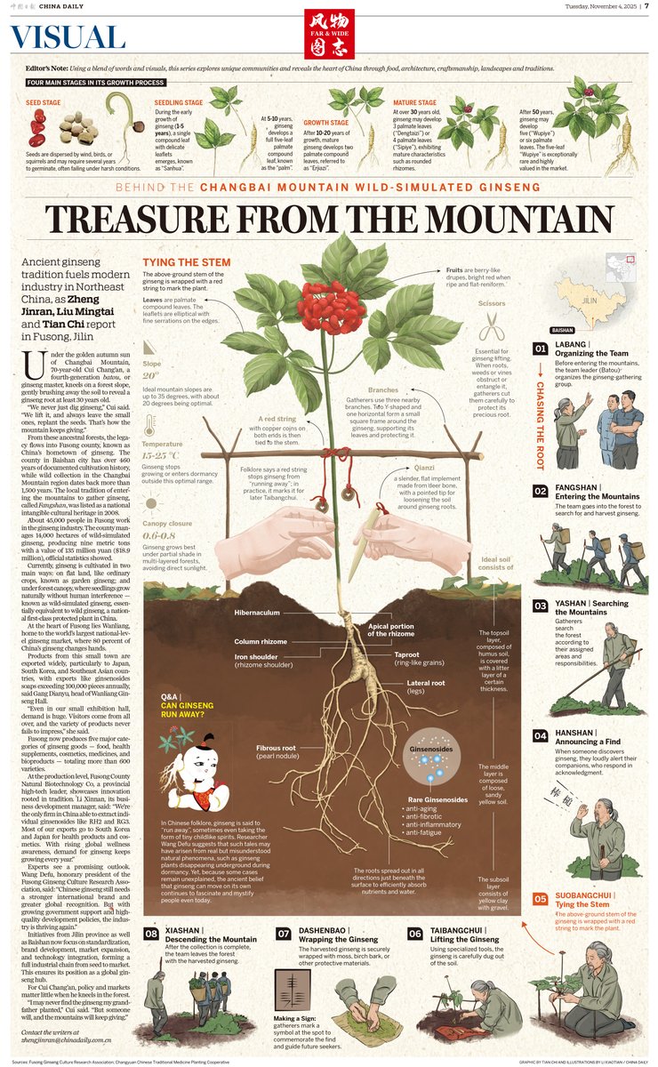Kuzeydoğu Çin'de Köklü Ginseng Geleneği Modern Endüstriye Güç Veriyor