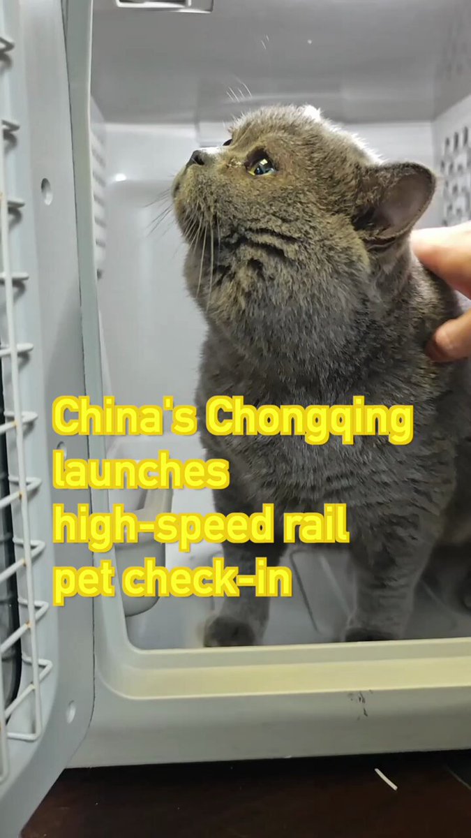 Chongqing'de Yüksek Hızlı Trenle Evcil Hayvan Seyahati Dönemi Başladı