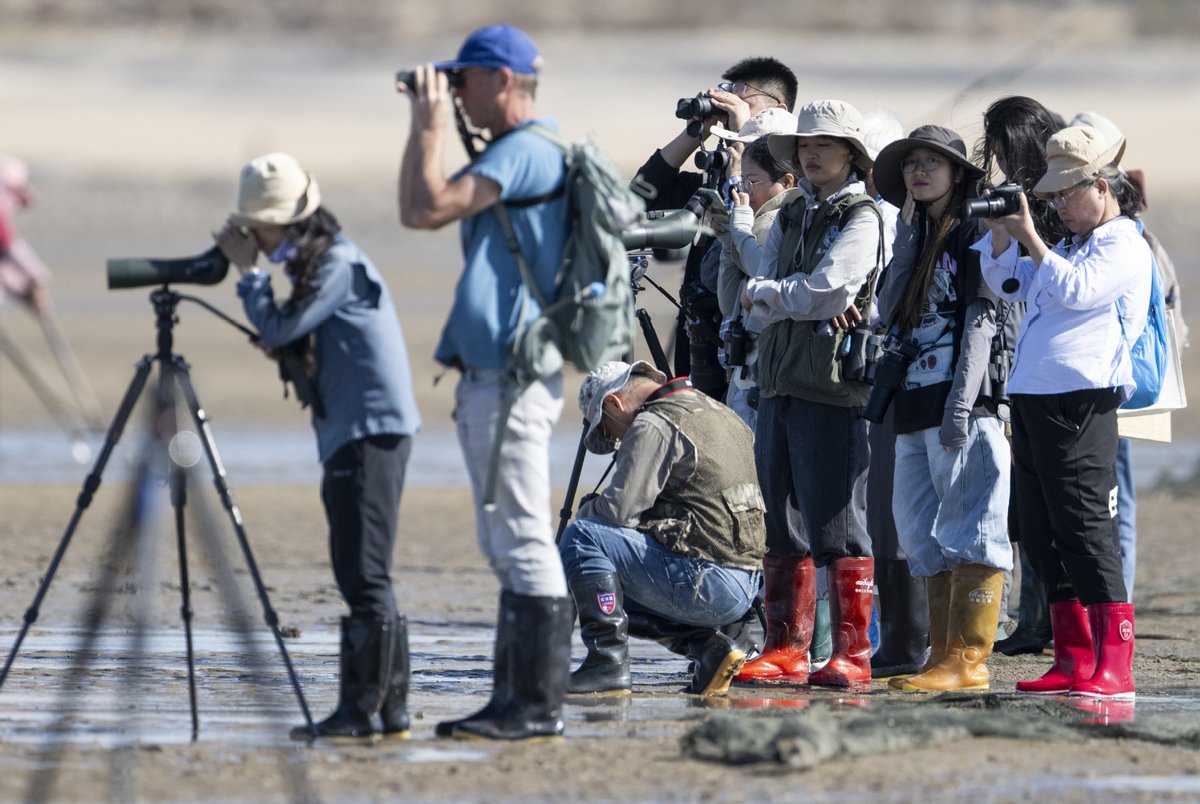Nesli Tükenmekte Olan Kaşık Gagalı Kum Kuşu, Çin'in Fujian Eyaletinde Görüldü
