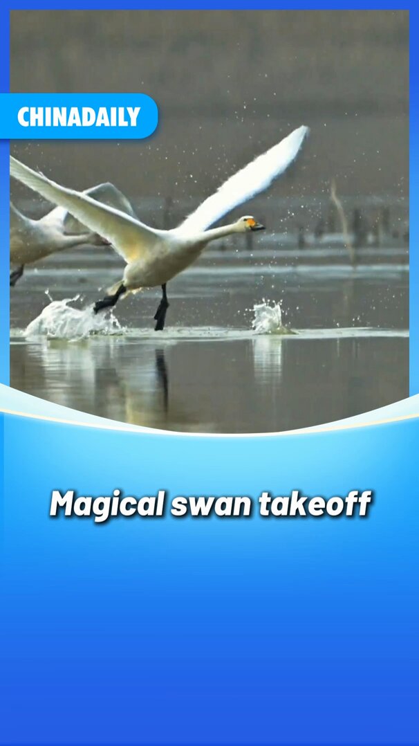 Kuğu, Su Üzerinde 35 Adım Koşarak Doğanın Pist Gösterisini Sergiledi