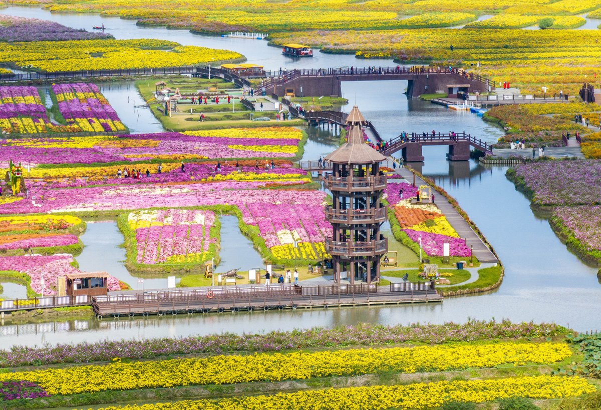 Çin'in Jiangsu Eyaletinde Binlerce Turist Çiçek Açan Krizantem Tarlalarına Akın Ediyor