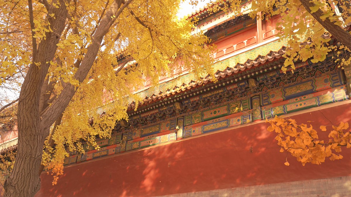 Çin Dışişleri Bakanlığı Sözcüsü Mao Ning: Pekin'de Sonbahar Cennet Gibi