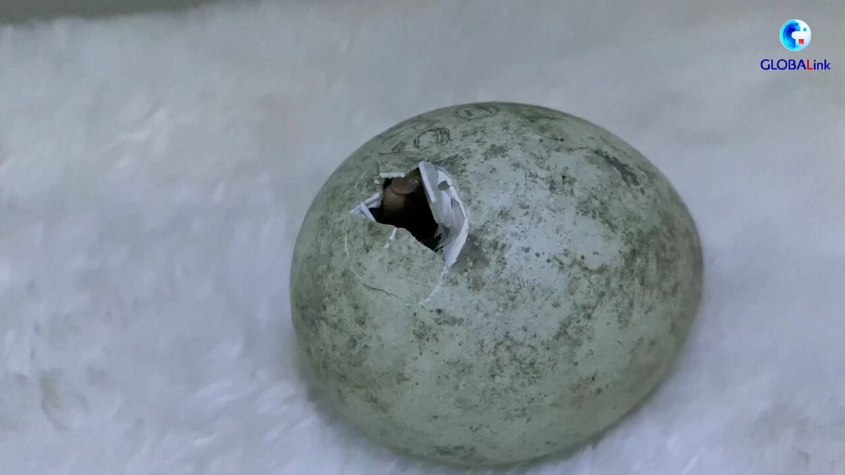 Dalian'daki Sunasia Ocean World'de Penguen Yavruları Dünyaya Geldi