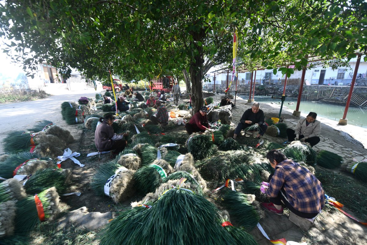 Sandu Kasabasında Hasat Zamanı: 100 Bin Ton Pırasa ile Kırsal Kalkınma