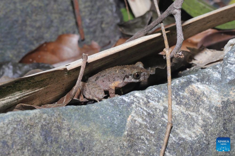 Foshan'da Yeni Bir Kurbağa Türü Keşfedildi: "Leptobrachella kungfu"