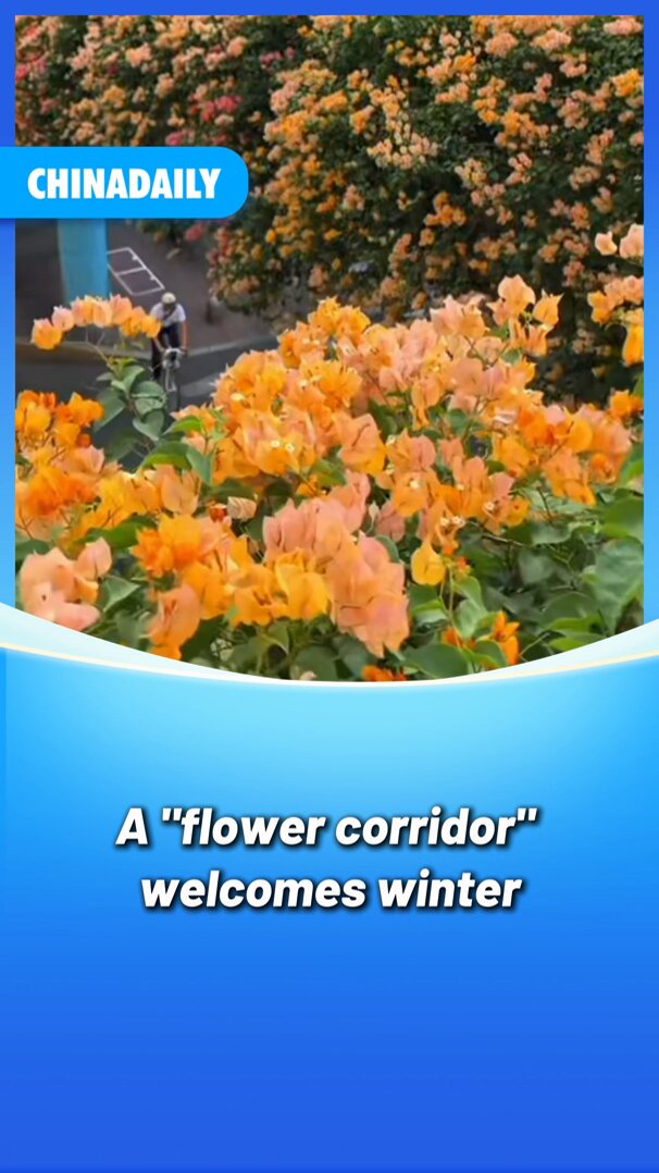 Kışın Renkli Çiçek Cenneti: Xiamen'de Doğa Harikası