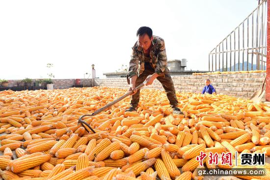 Çin'de Sonbahar Tahıl Alımları 100 Milyon Tonu Aştı