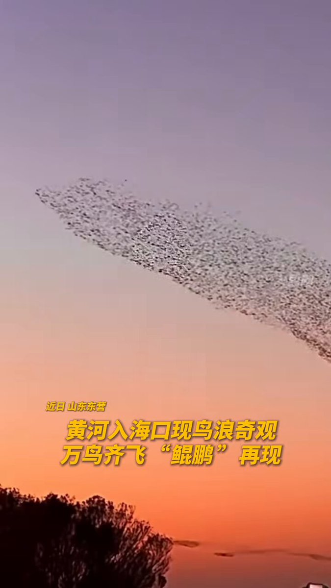 Binlerce Kuş, Sarı Nehir Deltası'nda Gökyüzünü Kapladı