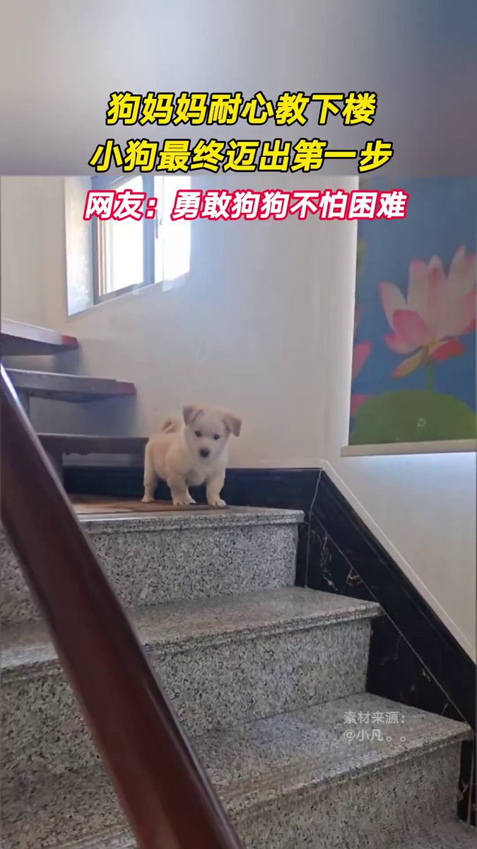 Anne Köpek Yavrusuna Merdiven İnme Dersini Sabırla Öğretiyor