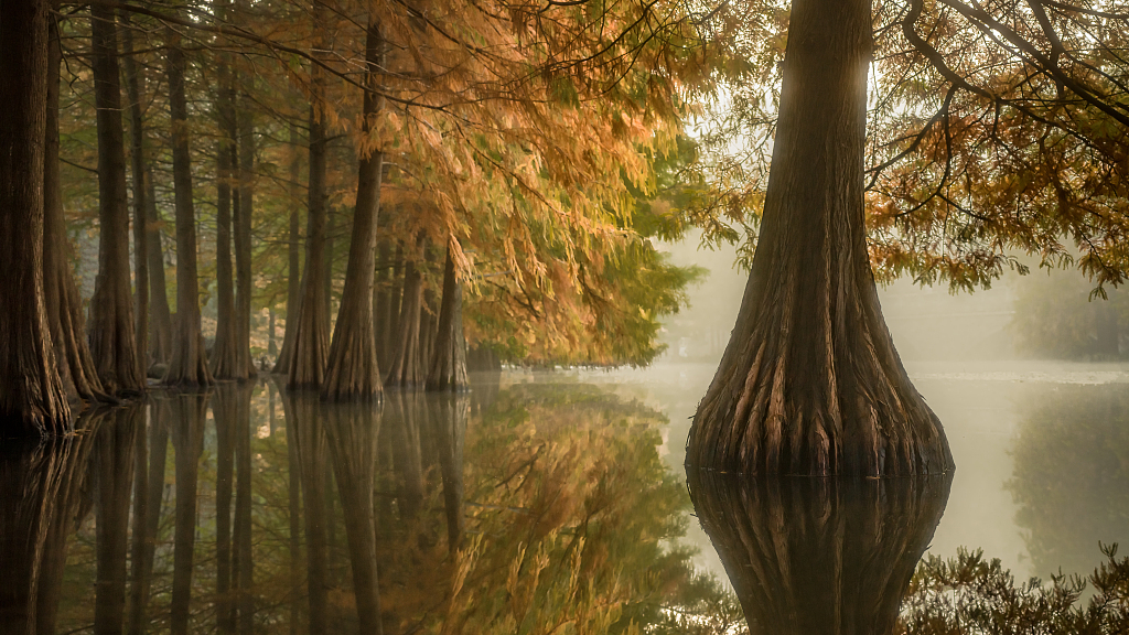 Nanjing'deki Göl, Sonbaharın Büyüleyici Tablosunu Yansıtıyor