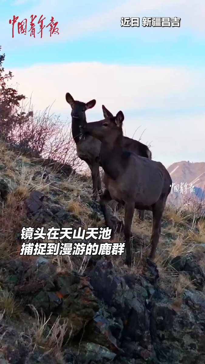 Kutsal Geyiklerin Tianchi Göleti'nde Görüntülenmesi Sosyal Medyayı Sertifikaya Düşürdü
