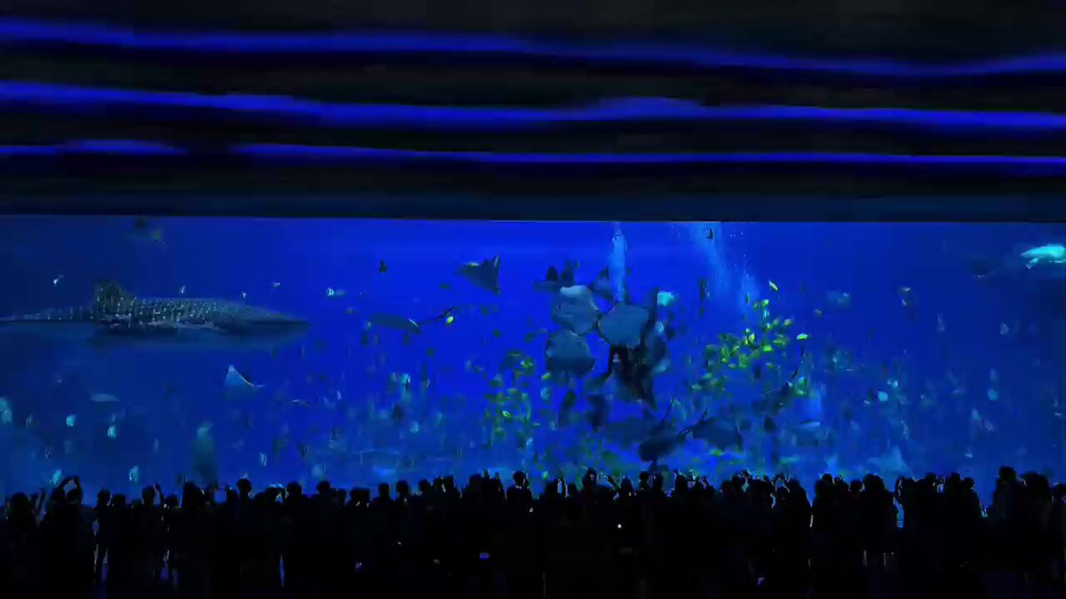 Guangdong Sahillerinde Büyüleyici Bir Su Altı Dünyası Keşfedildi