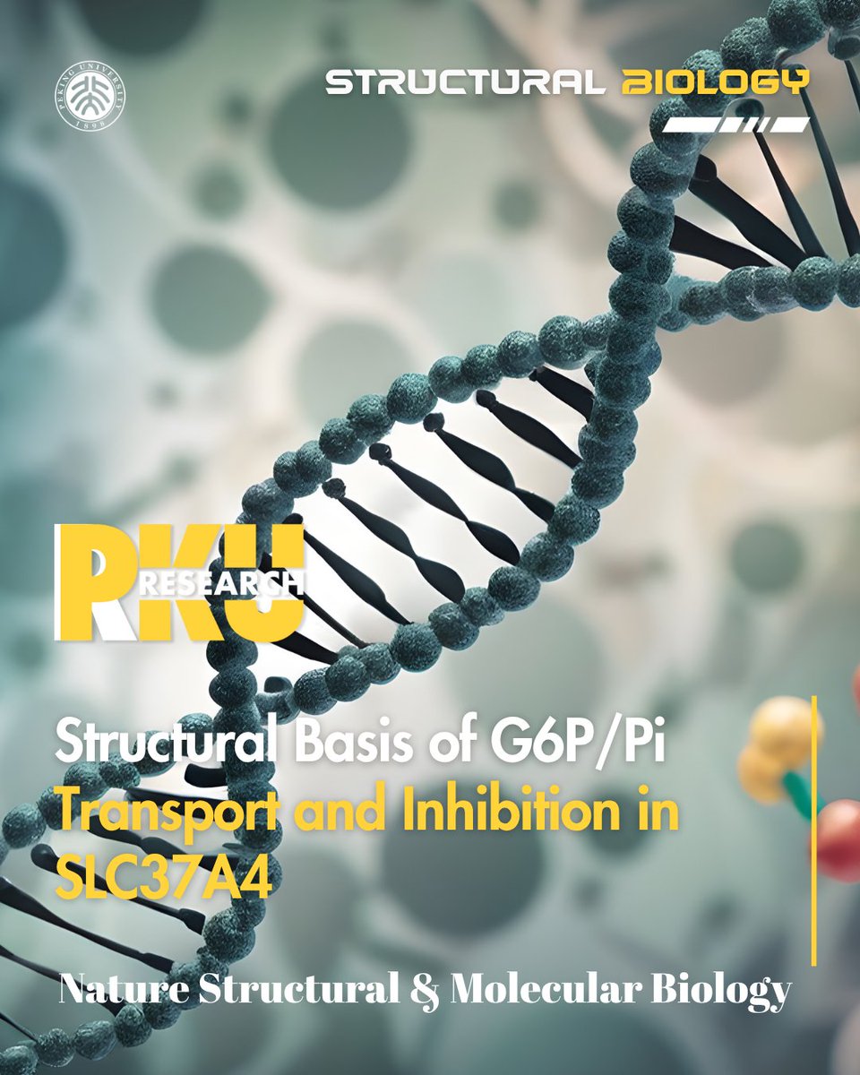 Peking Üniversitesi Araştırmacıları Nadir Genetik Hastalık GSD Ib'nin Mekanizmasını Açığa Çıkardı