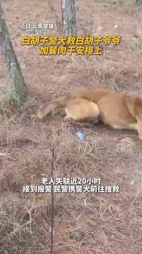 Polis Köpeği, 20 Saattir Kayıp Yaşlı Adamı Terk Edilmiş Menfezden Kurtardı