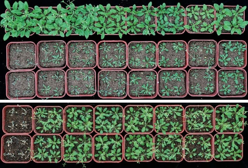 Tohum Bitki Büyüme Proteini, Stres Direncini Epigenetik Düzeyde Düzenliyor