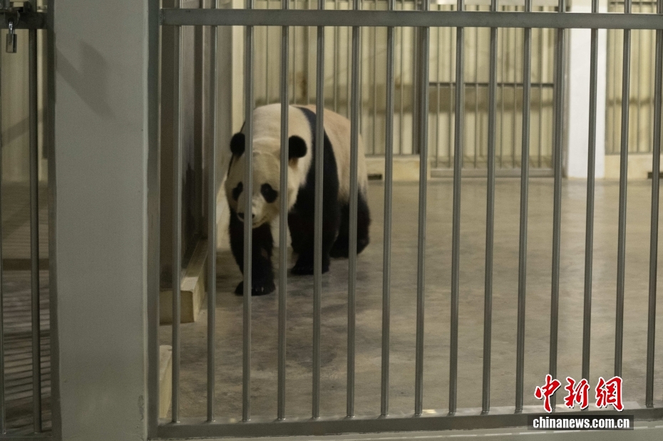 Malezya'ya Yeni Dev Panda Çifti Geldi: Chen Xing ve Xiao Yue