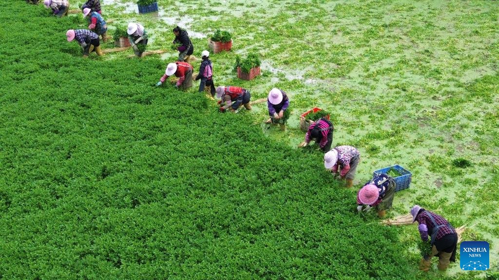 Çin'de Kış Başında Tarım Faaliyetleri Hareketlendi