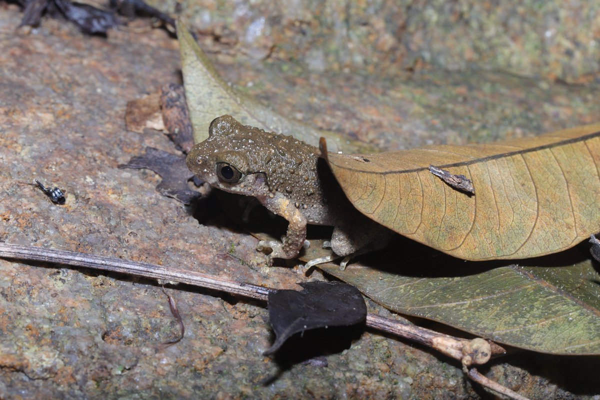 Çin'in Foshan Kentinde Yeni Bir Kurbağa Türü Keşfedildi: Leptobrachella kungfu