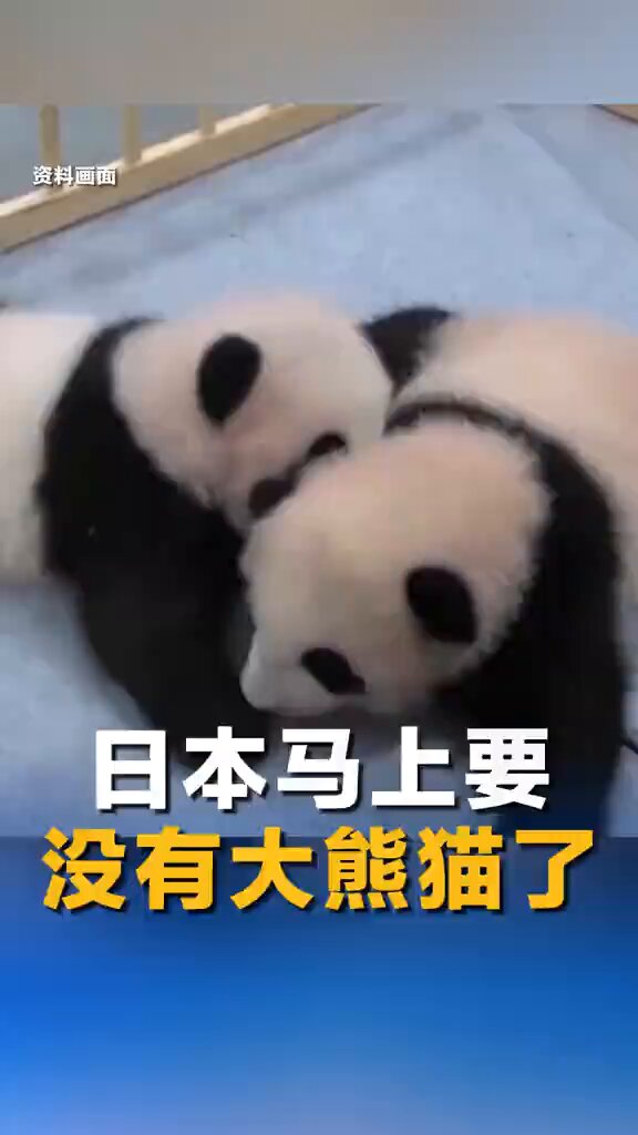 Tokyo'daki Ueno Hayvanat Bahçesi'ndeki Son Pandalar Çin'e Dönüyor