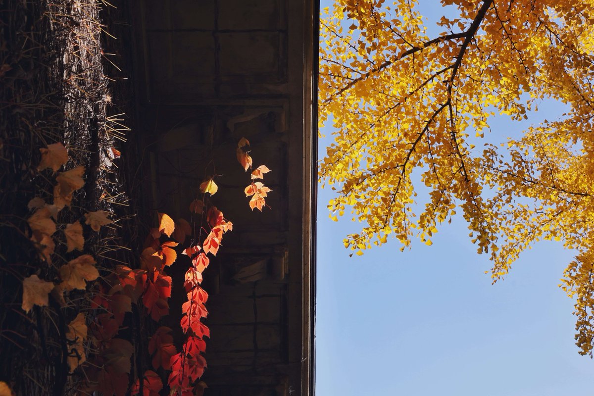 Tsinghua Üniversitesi'nden Yang Yuhan'ın İlham Veren Hikayesi