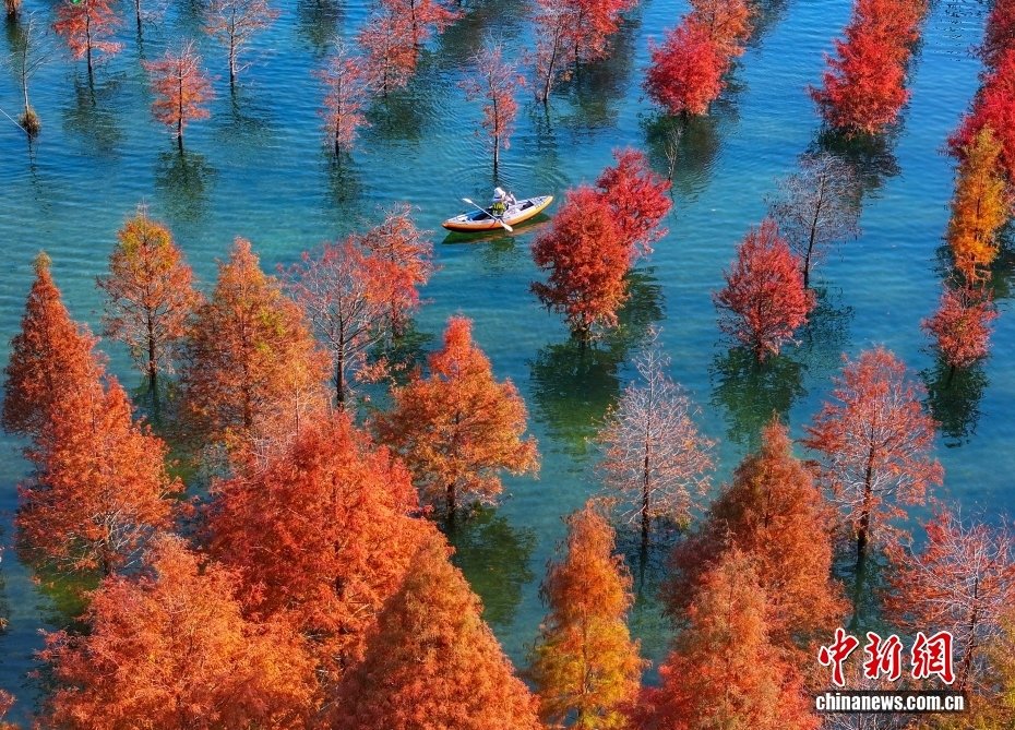 Huzhou'da Sonbaharın Görsel Şöleni: Su Üzerinde Yüren Sarışın Ormanlar