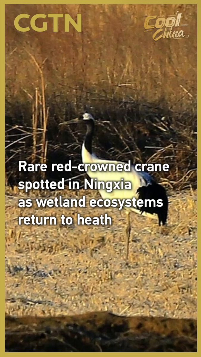 Ningxia'da Nadir Görülen Kırmızı Taçlı Turna, Sağlıklı Sulak Alan Ekosistemlerinin Geri Döndüğünü İşaret Ediyor