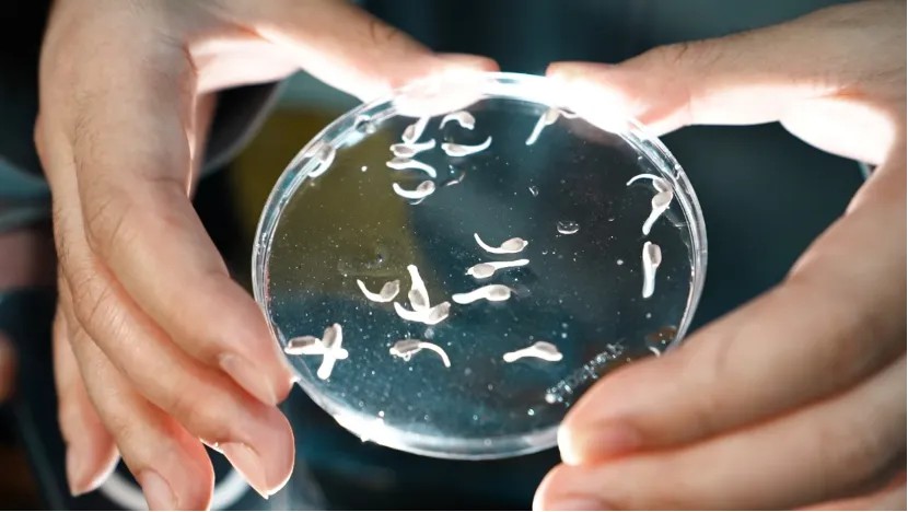 Çin Mersin Balığında Tarihi Başarı: Tamamen Yapay Üçüncü Nesil Üretildi