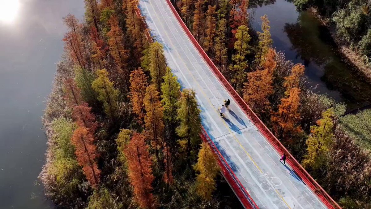 Chengdu'da Metasequoia Ağaçları Sonbahar Renkleriyle Büyülüyor