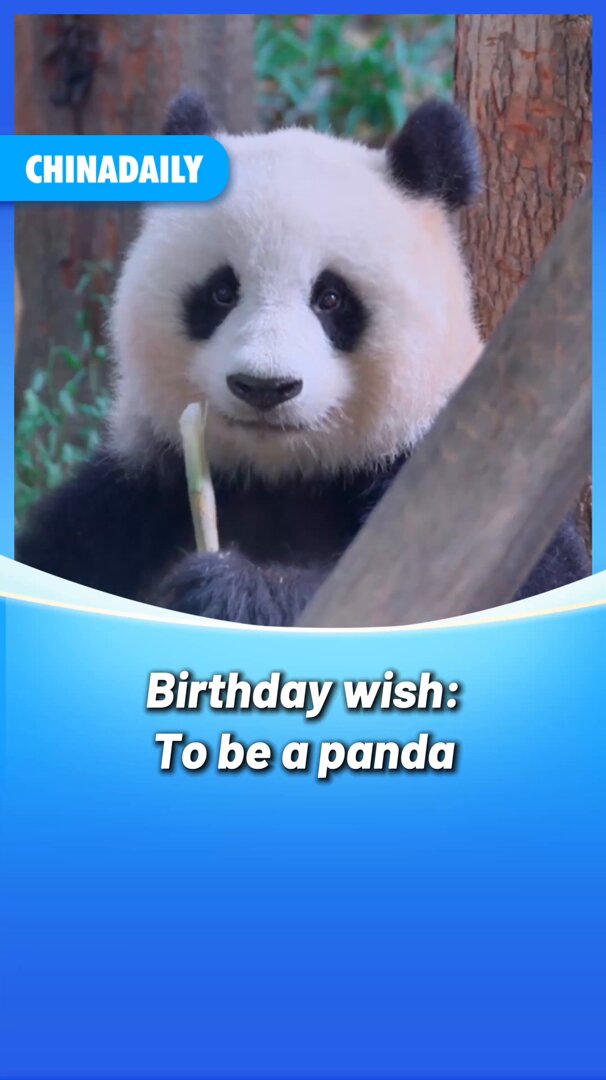 Pandaların Rahat Yaşamı: Chengdu'da Tatlı Anlar