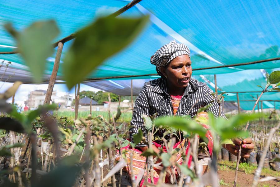 Çin ve Afrika Birliği Komisyonu Tarımsal Teknoloji Ortaklığını Yeniledi