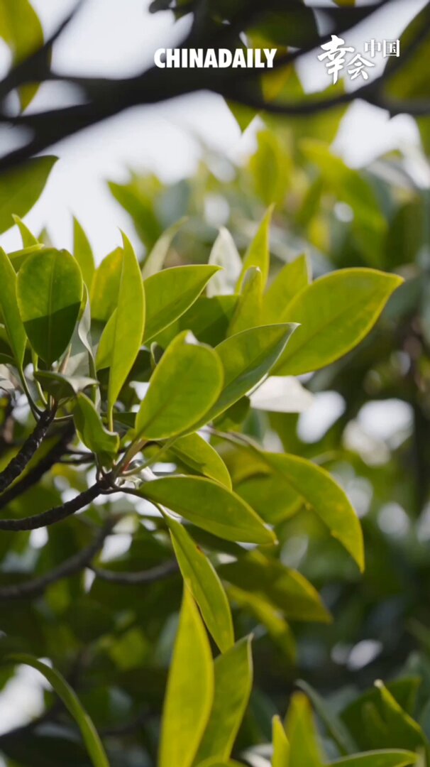Çin'in Güneyinde Yeşil Umut: Guangdong Zhanjiang'daki Red Mangrove Ormanları Büyüyor