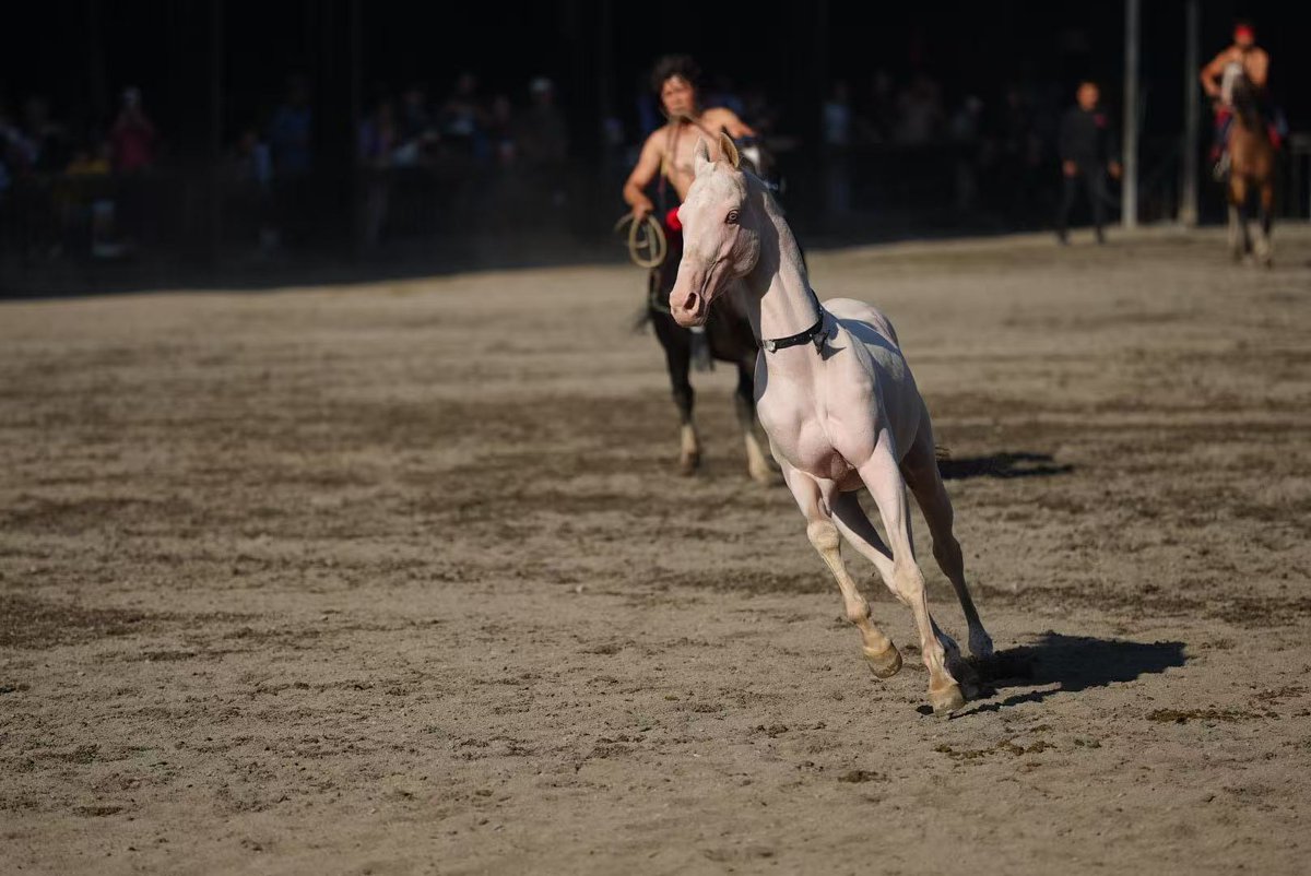 Akhal Teke Atı: Bin Yıllık Dostluk ve İpekyolu Mirası