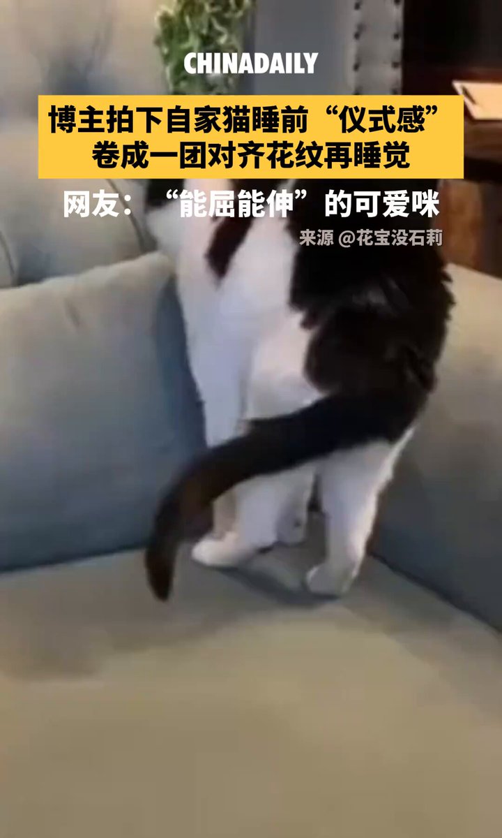 Çin'de Sevimli Bir Kedi Uyku Ritüeli Görüntülendi