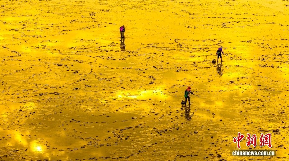 Jiangsu Sahilinde Mud Snail ve İstiridye Avı, Van Gogh'u Anımsatan Manzaralar Oluşturdu