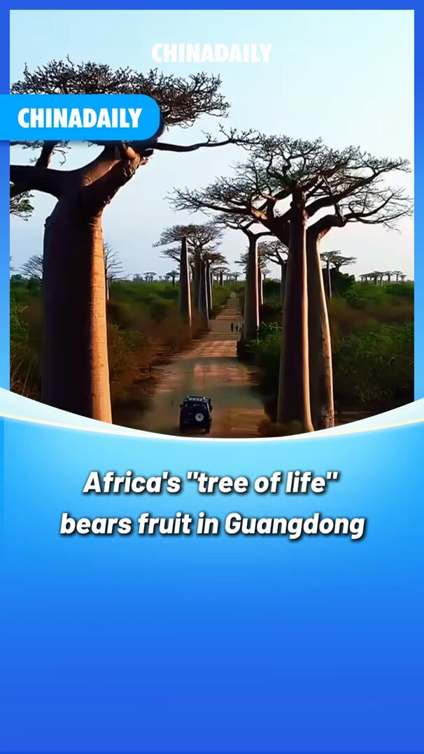 Çin'de Madagascar'dan Getirilen Baobab Ağaçları Şaşırttı
